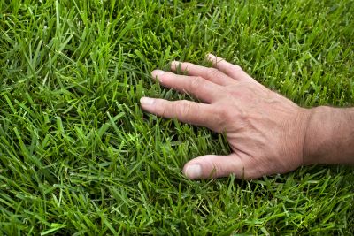Lawn Moss Control in Honolulu, HI