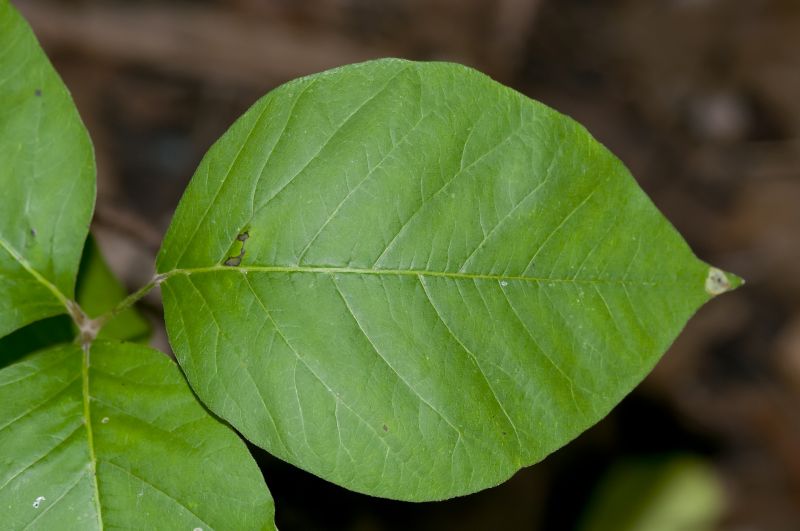 Poison Ivy Removal in Philadelphia, PA