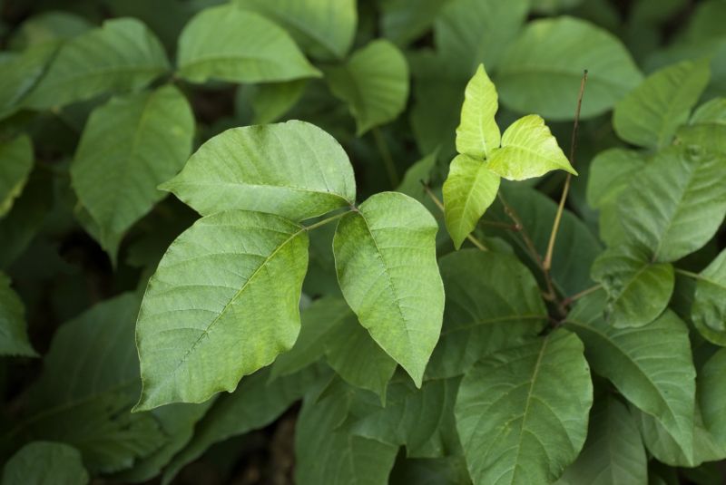 Poison Ivy Removal in Wilmington, DE