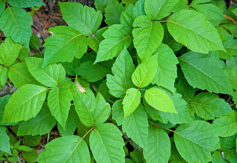 Poison Oak Removal in Lancaster County, PA