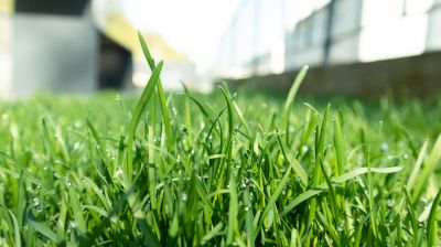 Yard Fertilizing Service in Ventura County, CA